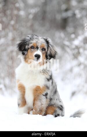 junge Miniature Australian Shepherd Stockfoto