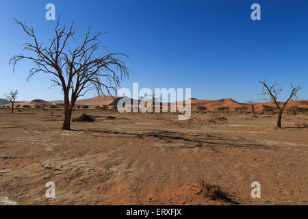 Tod-Baum mit roten Dünen von Hidden Vlei, Sossusvlei Namibia Stockfoto