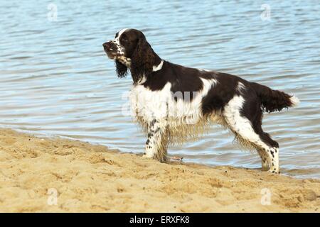 Englisch Springer Spaniel Stockfoto