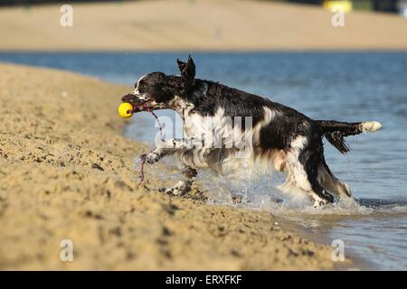 Englisch Springer Spaniel spielen Stockfoto