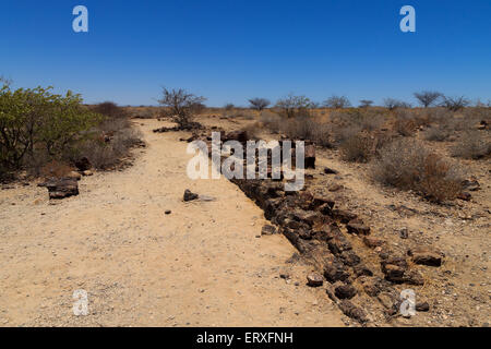 Versteinerter Baum von Khorixas, Namibia Stockfoto