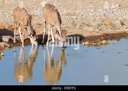 Kudu trinken bei Namutoni Wasserloch von Etosha Nationalpark, Namibia Stockfoto