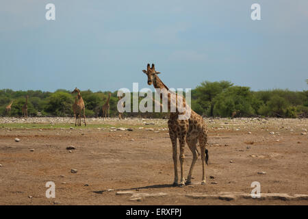 Giraffe aus Etosha Nationalpark, Namibia Stockfoto