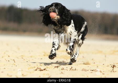Englisch Springer Spaniel spielen Stockfoto