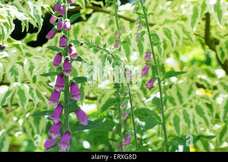 Digitalis Purpurea. Fingerhut unter einem Baum im Schatten Stockfoto