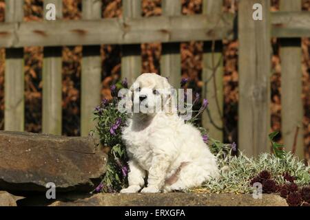 Miniatur Pudel Welpen Stockfoto