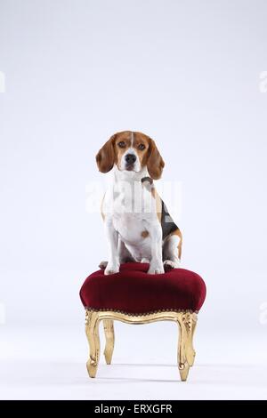 Beagle zu sitzen Stockfoto