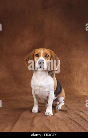 Beagle zu sitzen Stockfoto