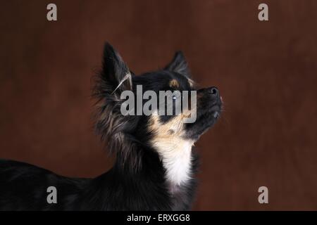 langhaarige Chihuahua Porträt Stockfoto