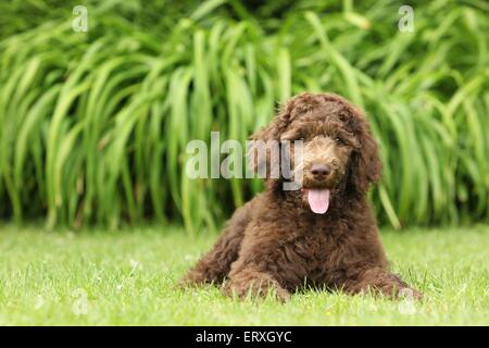 Pudel Welpen Stockfoto