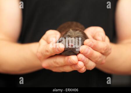 Labrador Retriever Welpen Stockfoto