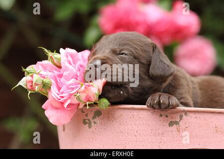 Labrador Retriever Welpen Stockfoto