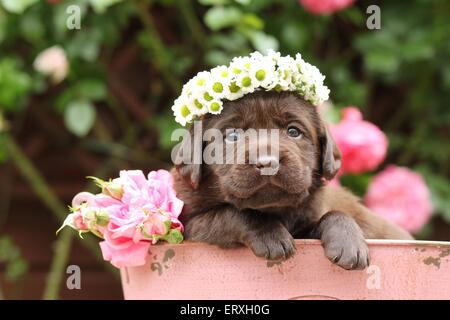 Labrador Retriever Welpen Stockfoto