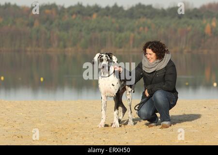 junge Deutsche Dogge Stockfoto