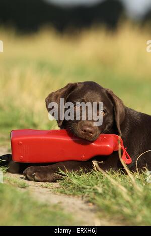 Labrador Retriever Welpen Stockfoto