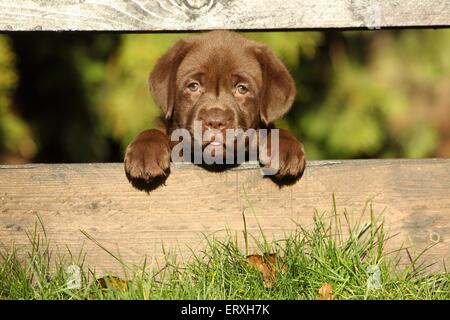 Labrador Retriever Welpen Stockfoto
