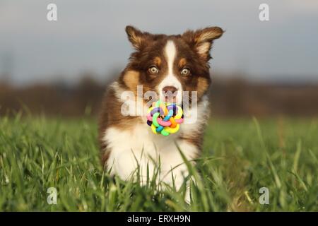 Australian Shepherd Welpen Stockfoto