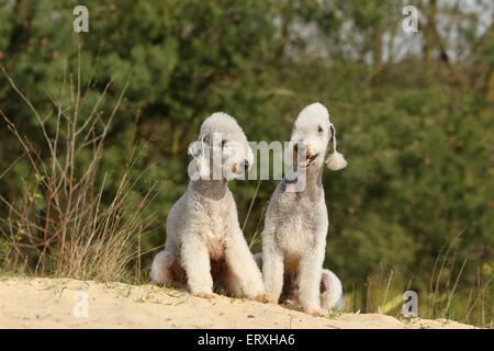 2 Bedlington Terrier Stockfoto