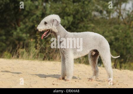 Bedlington Terrier stehend Stockfoto