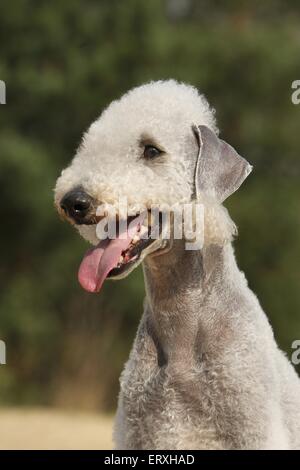 Bedlington Terrier Portrait Stockfoto