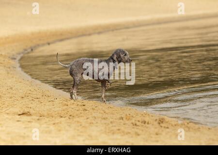 Bedlington Terrier stehend Stockfoto