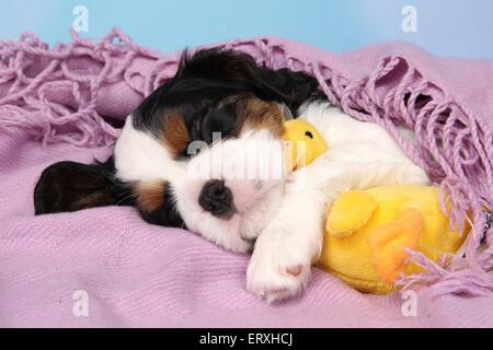 Cavalier King Charles Spaniel Welpen Stockfoto