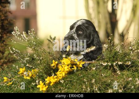 Englischer Cocker Spaniel Welpen Stockfoto