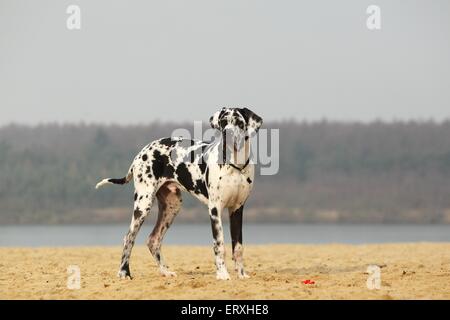 stehende Dogge Stockfoto