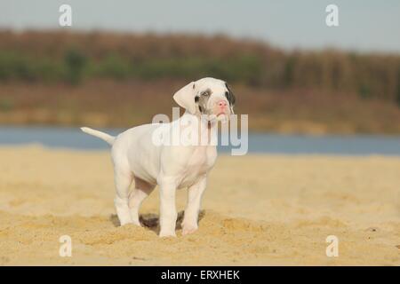 Deutsche Dogge Welpe Stockfoto