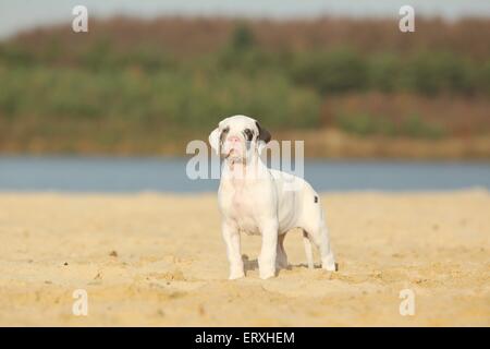 Deutsche Dogge Welpe Stockfoto