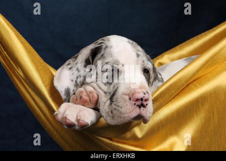 Deutsche Dogge Welpe Stockfoto