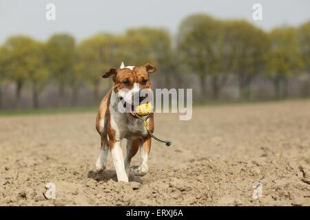 Shar-Pei-Mischling zu spielen Stockfoto