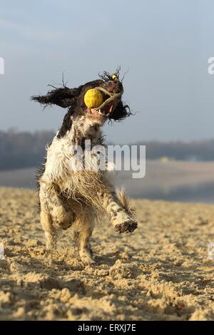 Englisch Springer Spaniel spielen Stockfoto