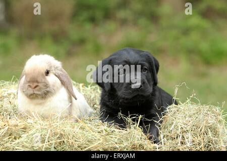 Tierfreunde Stockfoto