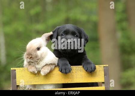 Tierfreunde Stockfoto