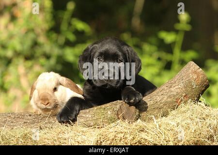 Tierfreunde Stockfoto