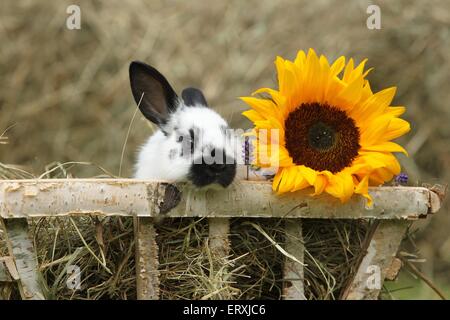 Kaninchen-baby Stockfoto