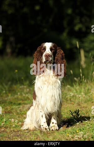 Englisch Springer Spaniel sitzend Stockfoto