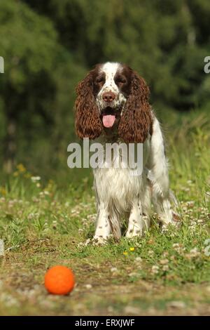 stehende English Springer Spaniel Stockfoto