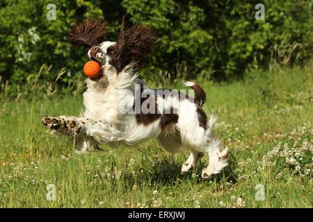 Englisch Springer Spaniel spielen Stockfoto