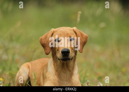 junger Labrador Retriever Stockfoto