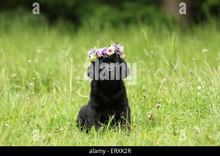 Labrador Retriever Welpen Stockfoto