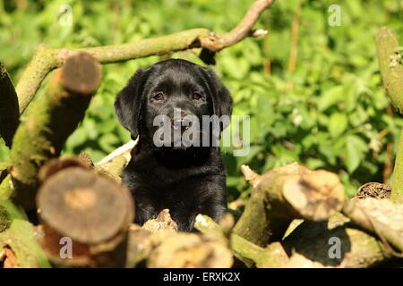 Labrador Retriever Welpen Stockfoto