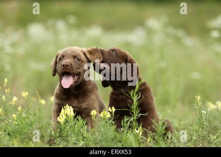 Chesapeake Bay Retriever Welpen Stockfoto