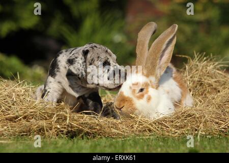 Deutsche Dogge Welpen und Kaninchen Stockfoto