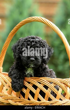 Perro de Agua Español Welpen Stockfoto