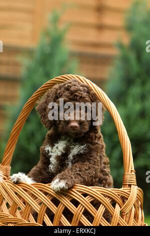 Perro de Agua Español Welpen Stockfoto
