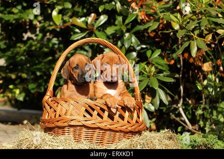 Rhodesian Ridgeback Welpen Stockfoto