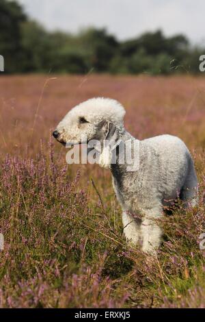 Bedlington Terrier stehend Stockfoto