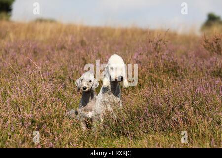 2 Bedlington Terrier Stockfoto